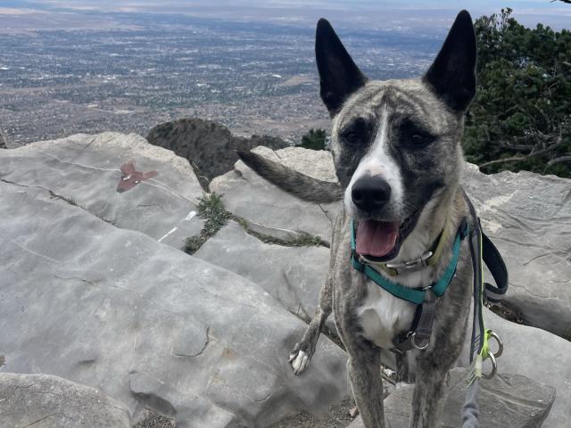 dog hiking in mountains