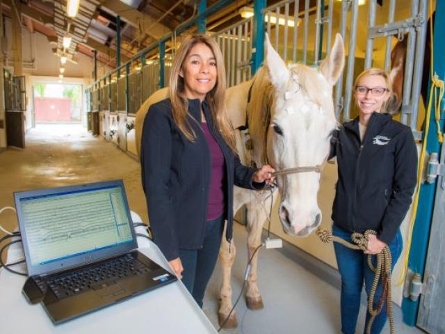 Dr. Monica Aleman examining horse