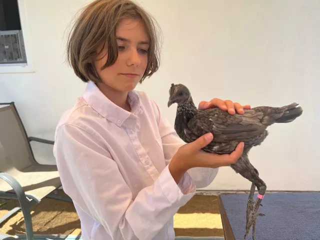 Young girl holds chickem