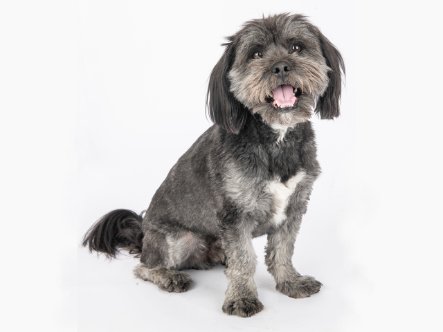 Clarence the dog, smiling, against a white background.