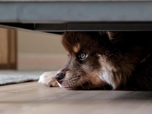 Finnish Lappund dog hiding under a chair.
