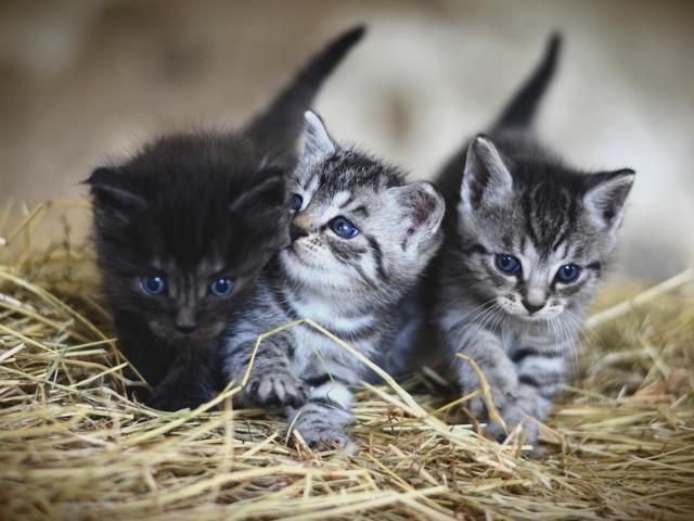 kitten