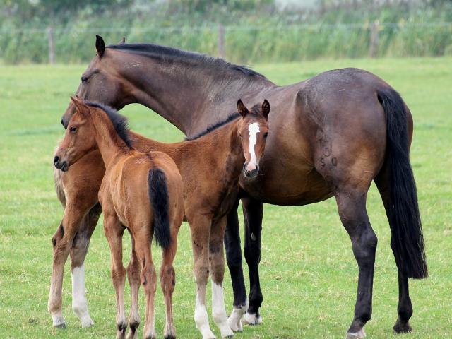 mare with two foals