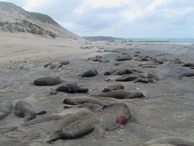 image of deceased seals on beach