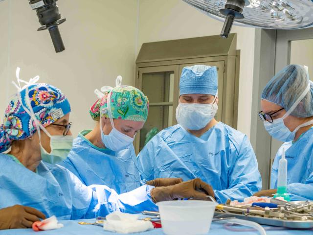 veterinarians in surgery