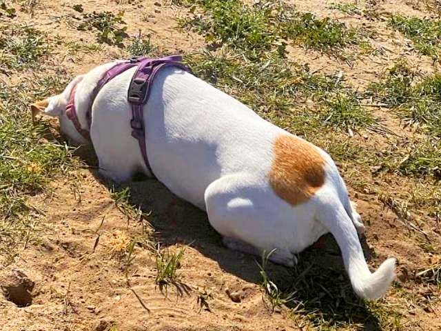 A dog laying down and digging in dirt.