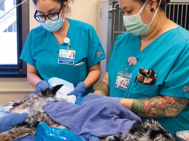 Emergency Room at UC Davis Veterinary Medical Center Small Animal Clinic