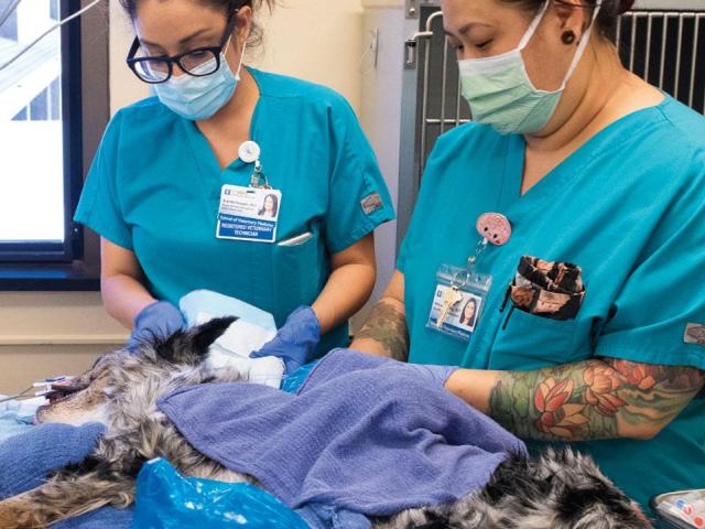 Emergency Room at UC Davis Veterinary Medical Center Small Animal Clinic