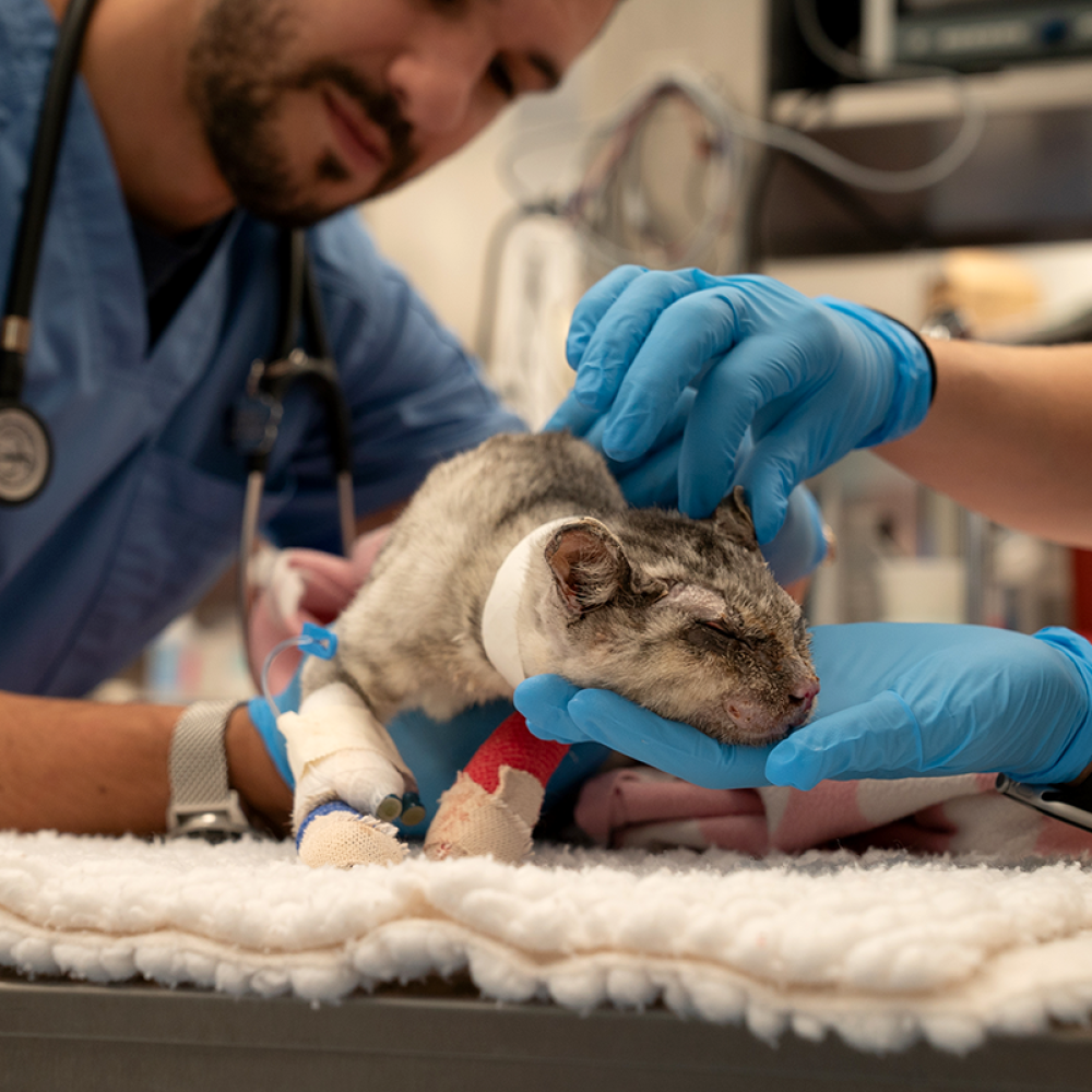 Vets treat a cat