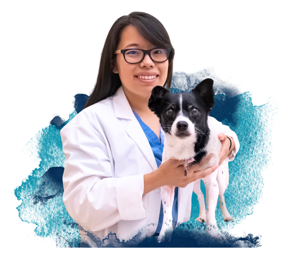 A vet with dog