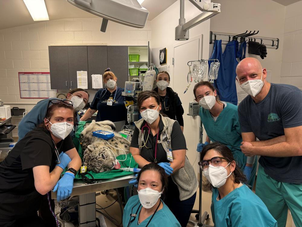 large group of veterinarians, veterinary technicians, and zoo personnel around an anesthetized snow leopard