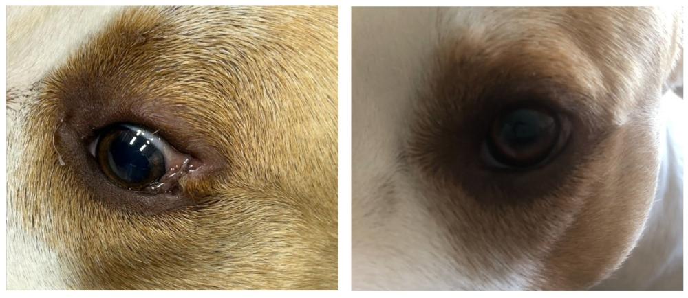 before and after photos of dog's eye showing hair growth into eye gone