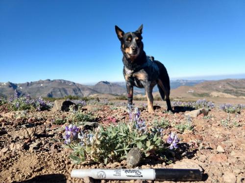 Rogue Detection Teams train dogs to sniff out fox poop, and their keen sense of smell can find poop more easily than the human eye, especially in areas where the foxes’ presence is rare or unknown. This dog, named Filson, has tracked fox scat as seen in the foreground. Courtesy of Rogue Detection Teams