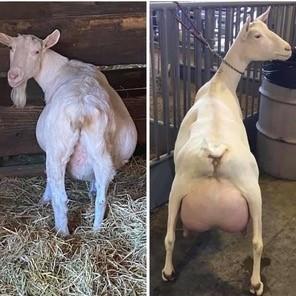 before and after surgery photos of goat