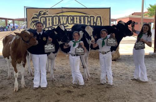 4 girls with heifers and awards at fair