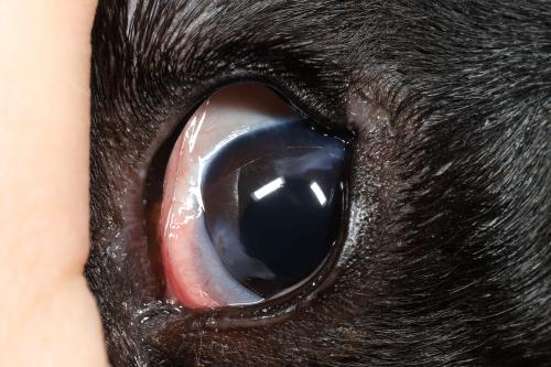 close up of eme's eye showing healed injury with small coudy cataract in corner of eye