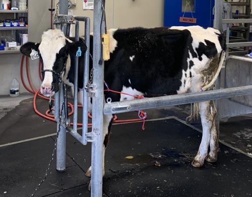 heifer in stock at UC Davis veterinary hospital