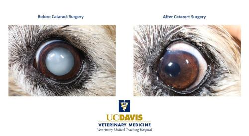 Before and after images of Teddy's eyes, showing the cloudy cataract and then a clear eye following surgery