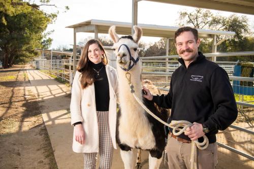 two resident veterinarians with a llama at the UC Davis veterinary hospital.