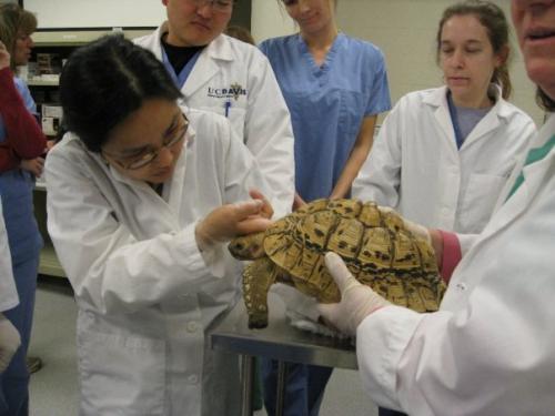 Waka Blair in first year lab examining a yellow-patterned tortoise on a table