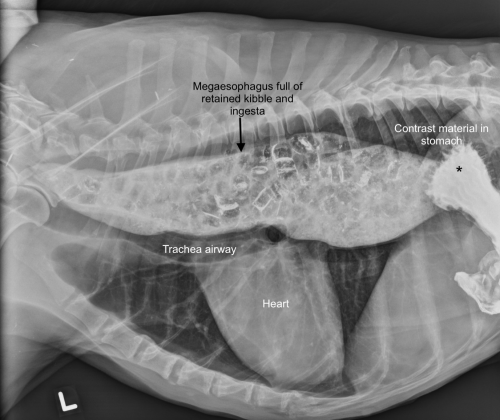 x-ray of dog's chest