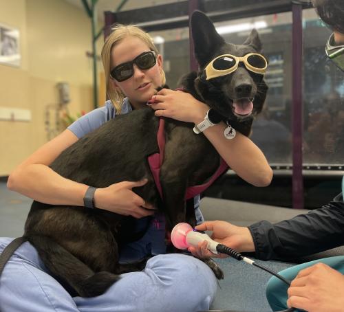 veterinary student holding dog receiving laser treatment while both wear protective glasses