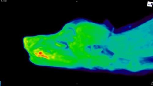 scan showing a hypoxic tumor in a dog’s tongue