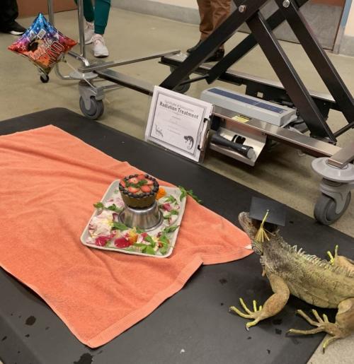 iguana with graduation cap on next to tray of treats and a "radiation completion" certificate
