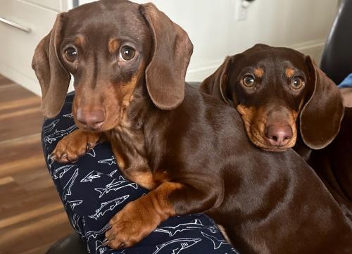 two Dachshund puppies