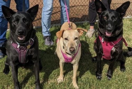 three dogs sitting next to each other