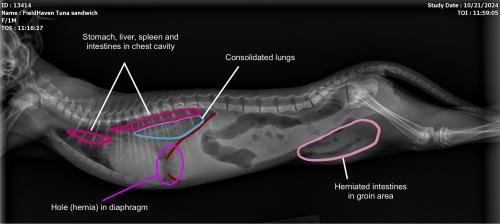 x-ray of Tuna Sandwich's organs