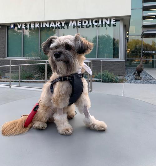 dog sitting on table with UC Davis Veterinary Medicine sign behind him