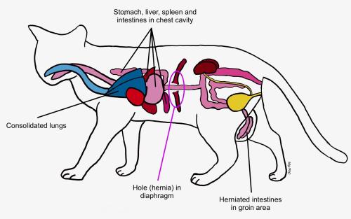 drawing of cat's internal organs in herniated state