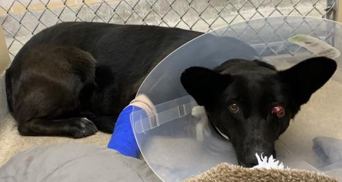 dog with bandaged leg and badly injured eye