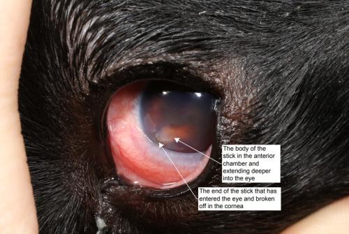stick fully penetrating dog's eyeball