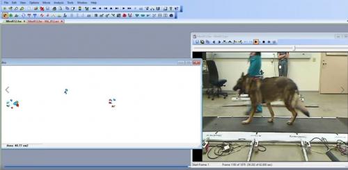 computer screen showing program monitoring dog stride pattern