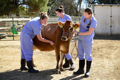 Veterinary students and a resident work with one of the blood donor cows at the William R. Pritchard Veterinary Medical Teaching Hospital at the University of California School of Veterinary Medicine.