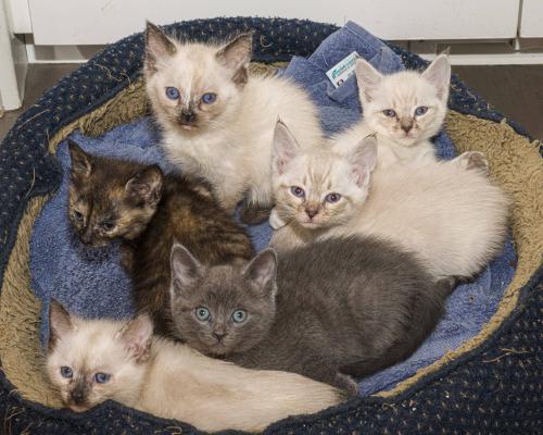 group of kittens in cat bed