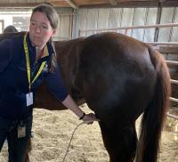 UC Davis veterinarian with a horse