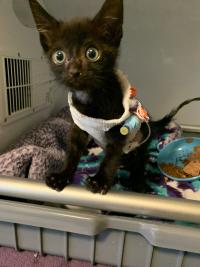 black kitten (Miso) with bandages and IV tube at the UC Davis veterinary hospital