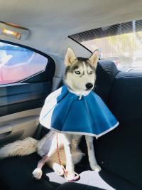 husky wearing e-collar sitting in car