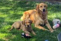 two golden retrievers on grass