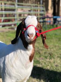 goat on farm