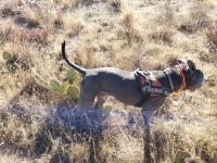 Clutch is back to search and rescue missions following TPLO surgery at the UC Davis veterinary hospital.