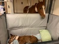 Mare looking over NICU stall at her colt