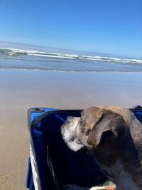 dog on beach