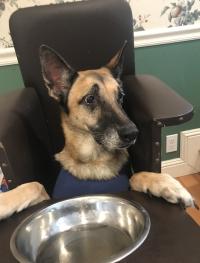 dog sitting upright in feeding chair