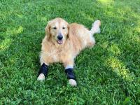 golden triever wearing braces on front legs