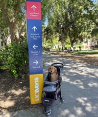 golden retriever puppy in carriage next to UC Davis veterinary hospital sign