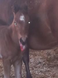 foal with bloody mouth and displaced jaw